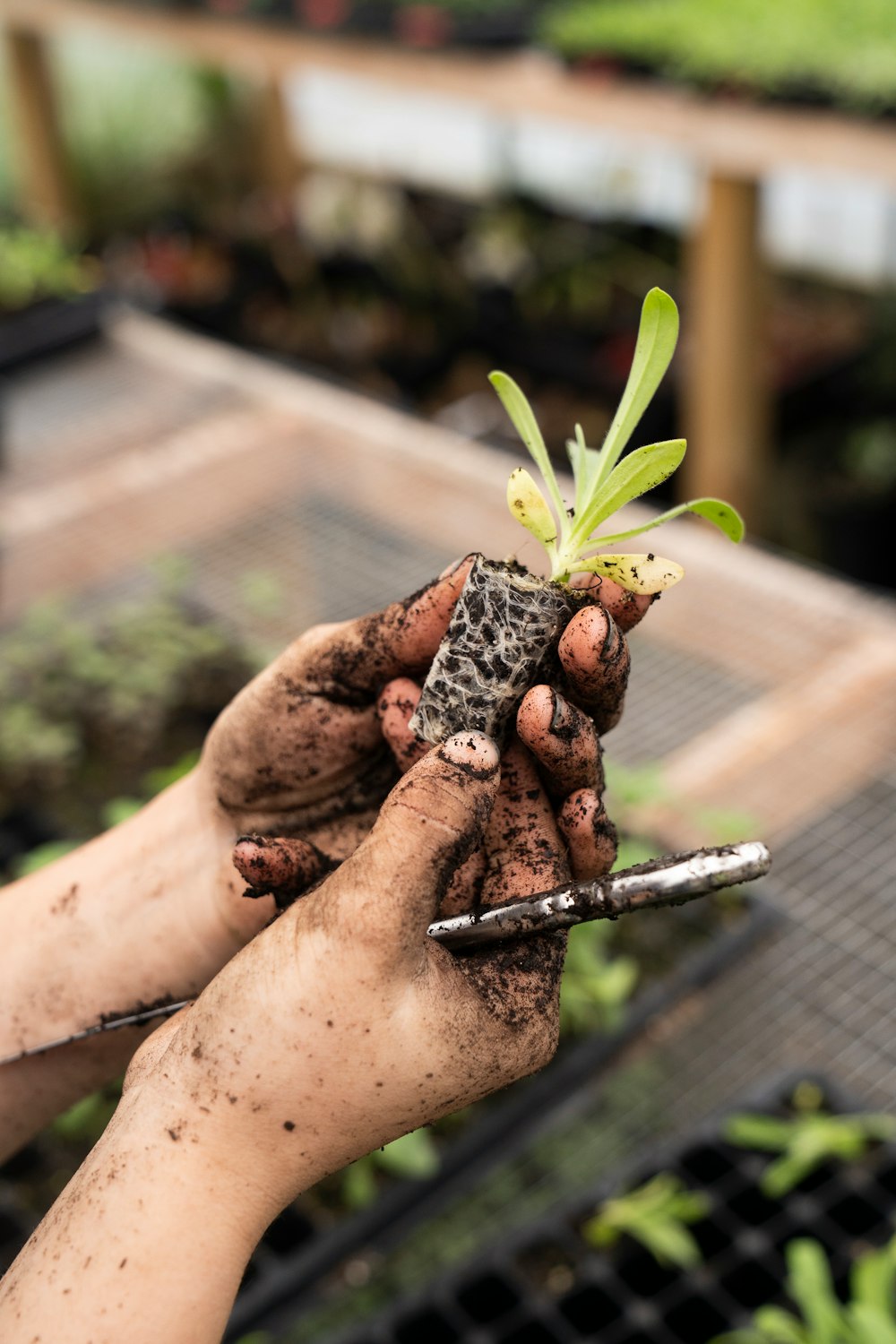 A pair of hands gently planting a young tree seedling in the soil